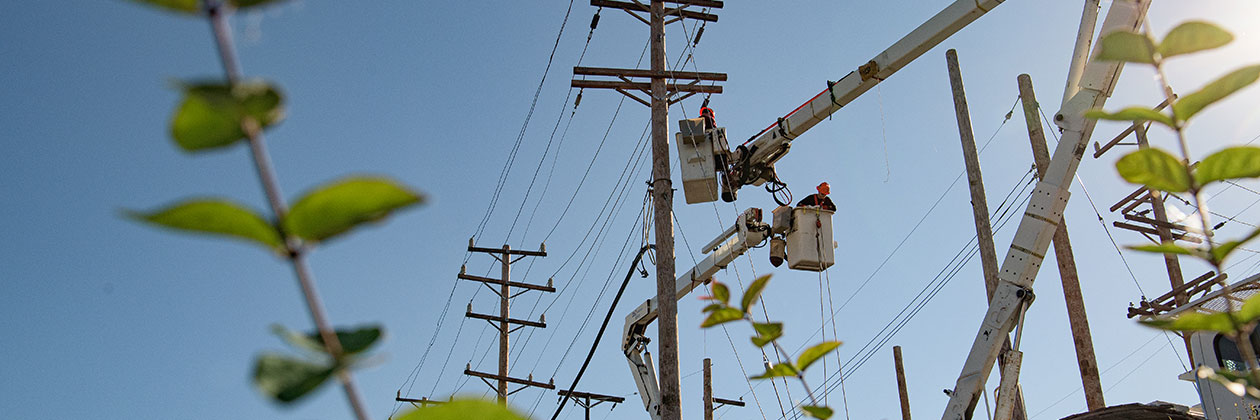lineworkers in bucket trucks surrounded by greenery